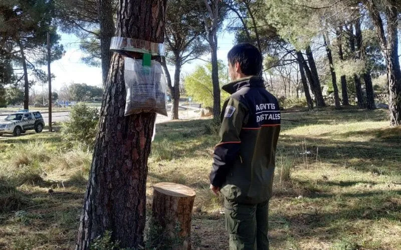 procesionaria del pino el boalo 1