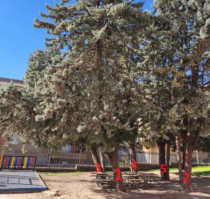 tala arboles el escorial